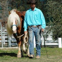 A Partner For Life Horsemanship - Working with Marcoe, Marcoe is Haflinger Stalion