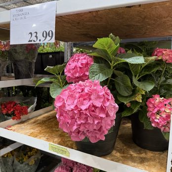Costco - Lots of customers were buying hydrangeas today for spring planting. - Wholesale Stores Near Me - Loomis, California