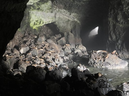 Sea Lion Caves by null