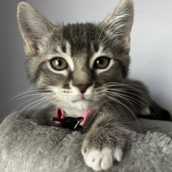 Askov Estate Planning - Pet Trusts allow you to plan for your pet's custody and care