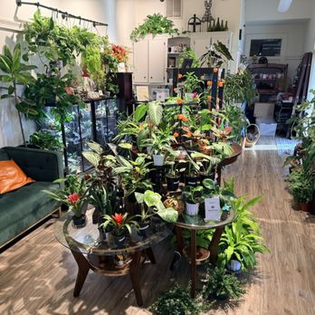 Mind’s Eye Plants - Plants - Nurseries & Gardening Near Me - Round Rock, Texas Mind’s Eye Plants - Plants - Nurseries & Gardening Near Me - Round Rock, Texas
