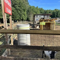 Wise Acres Organic Farm - Goats!