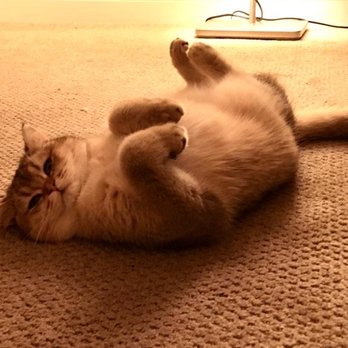 Catnificent Cattery - And so beautiful - Pet Breeders Near Me
