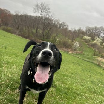 Dog's Day - Our puppy Nova! - Pet Sitting Near Me - Gaithersburg, Maryland