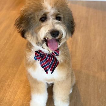 Groomies - Duke post-groom, looking SO good and complete with a puppy bow-tie from Groomies! - Pet Groomers Near Me - Chicago, Illinois Groomies - Duke post-groom, looking SO good and complete with a puppy bow-tie from Groomies! - Pet Groomers Near Me - Chicago, Illinois