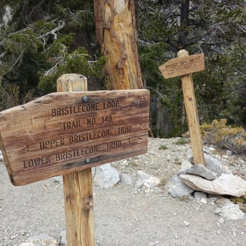 Bristlecone Trail - 3 miles from the Lower Bristlecone Trailhead parking lot is the Bonanza Trail - Hiking Near Me - Mount Charleston, Nevada