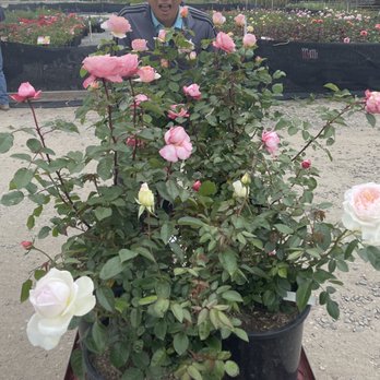 Nitao Nursery - Nurseries & Gardening Near Me - Orange, California Nitao Nursery - Nurseries & Gardening Near Me - Orange, California