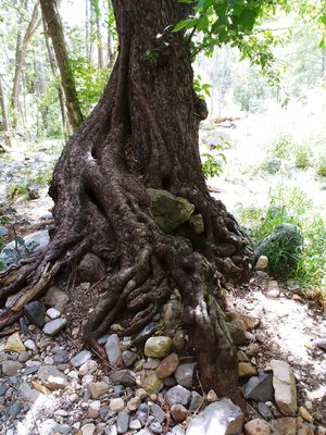 Pine Flat Campground by null