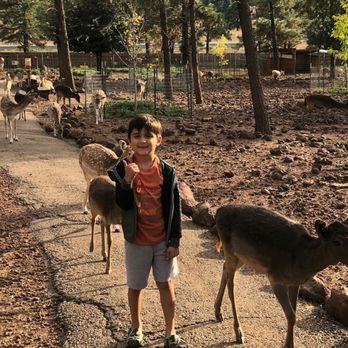Grand Canyon Deer Farm - Thumbs up from this little guy! - Zoos Near Me - Williams, Arizona Grand Canyon Deer Farm - Thumbs up from this little guy! - Zoos Near Me - Williams, Arizona