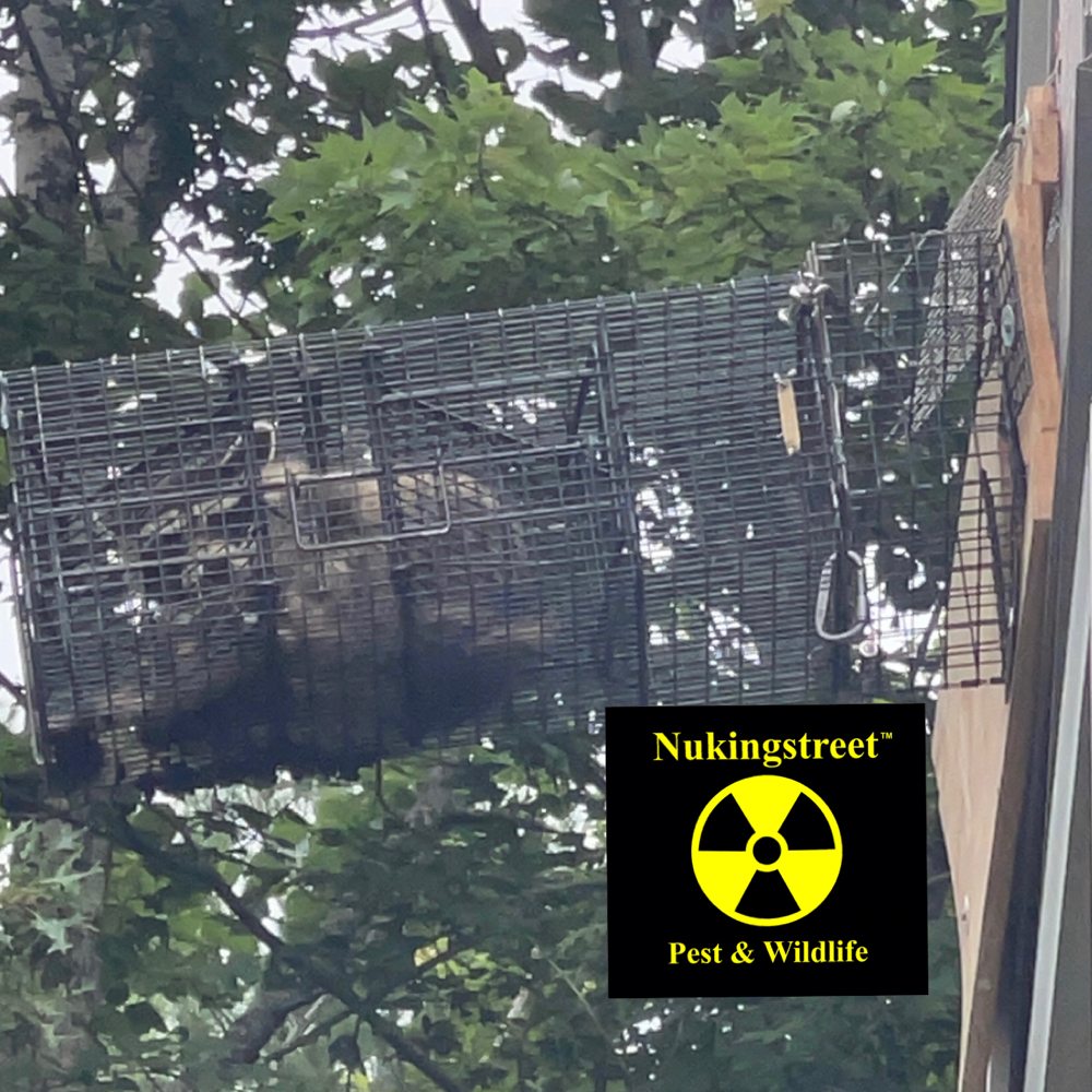 NUKINGSTREET PEST & WILDLIFE CONTROL 37 Photos 9 Moody Rd, Enfield