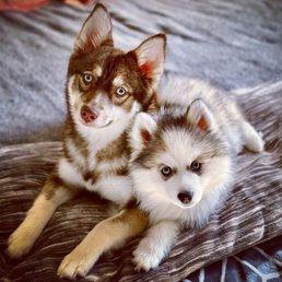 My two Pomsky pups, Kaia and Kona. My two Pomsky pups, Kaia and Kona.