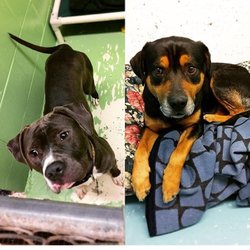 Franklin County Animal Rescue - We can accommodate two dogs at a time