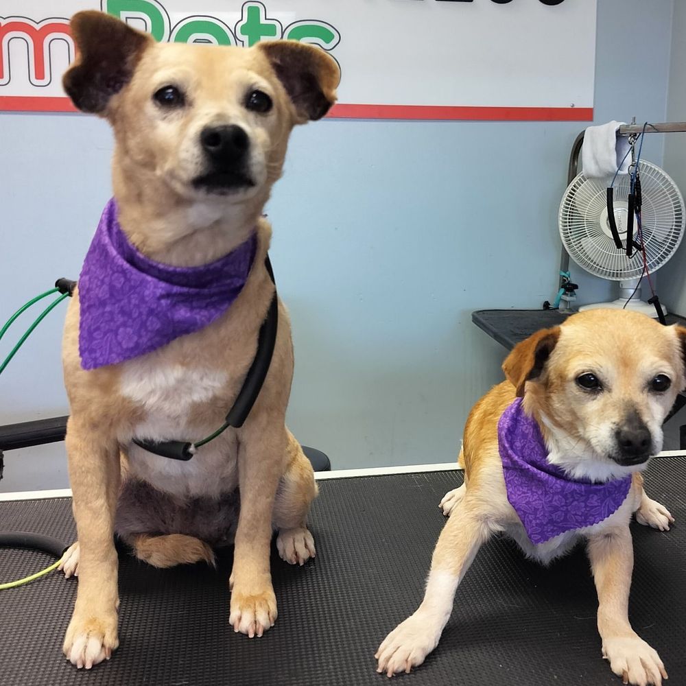 We Groom Pets - Jojo and Evita - Pet Groomers Near Me - Downey, California