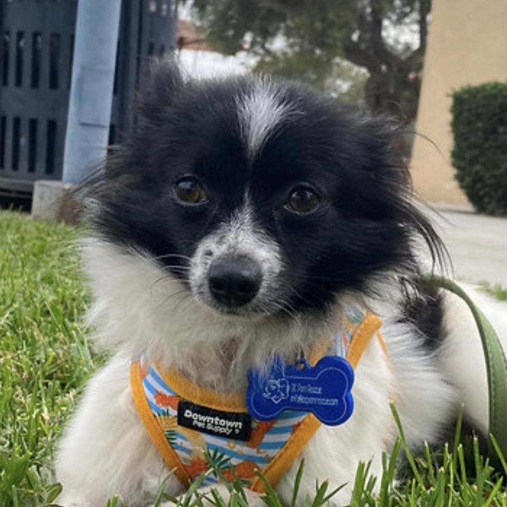 OC Pom Rescue - Paloma, Foster. - Community Service/Non-Profit Near Me - Huntington Beach, California OC Pom Rescue - Paloma, Foster. - Community Service/Non-Profit Near Me - Huntington Beach, California
