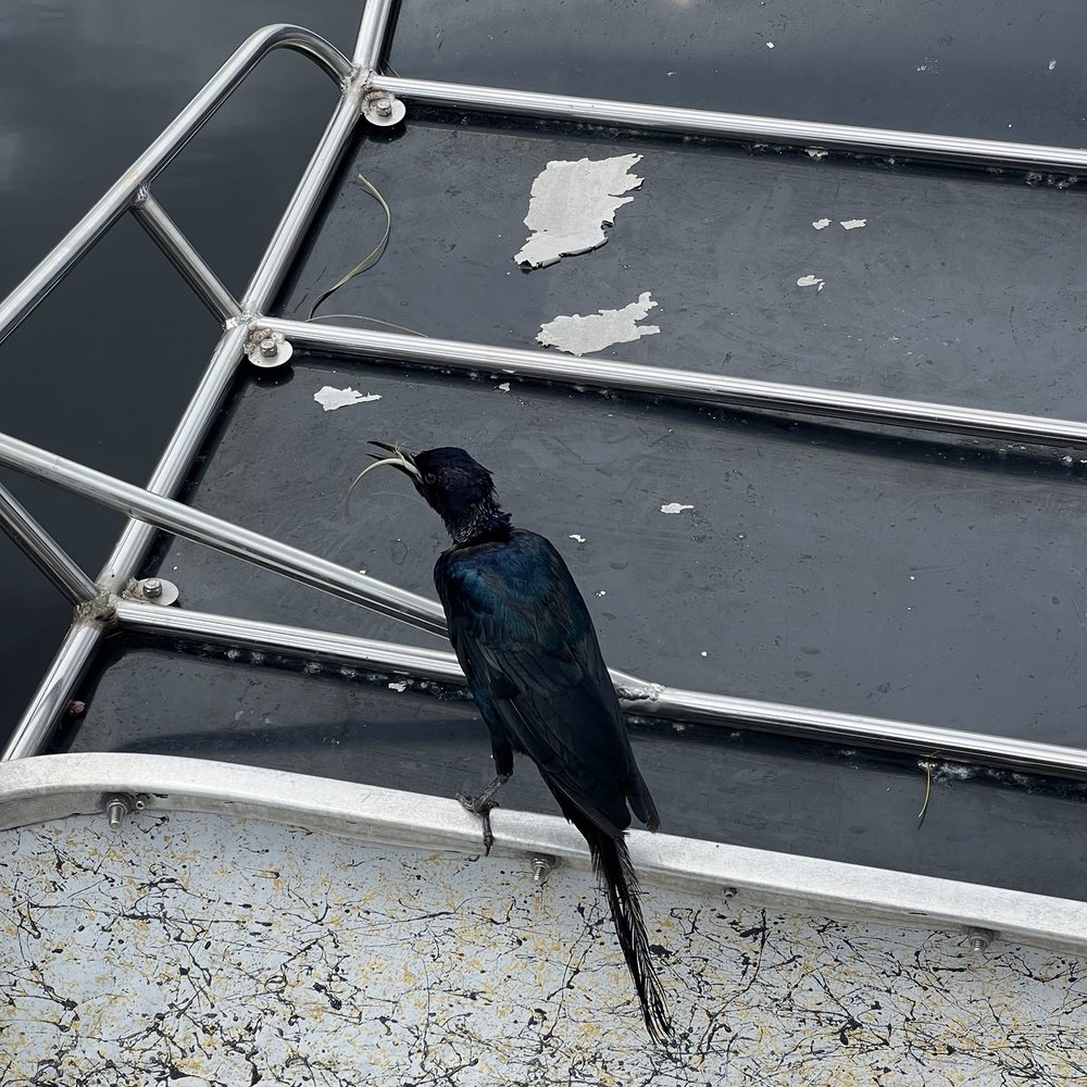 Everglades Airboat Expeditions - Boat Tours Near Me Everglades Airboat Expeditions - Boat Tours Near Me