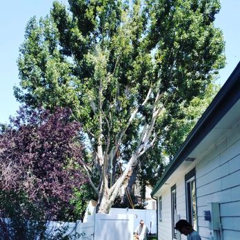 Affordable Tree and Shrub Experts - After the guys finished...the cleaned up everything and removed all the cuttings and debris. - Tree Services Near Me