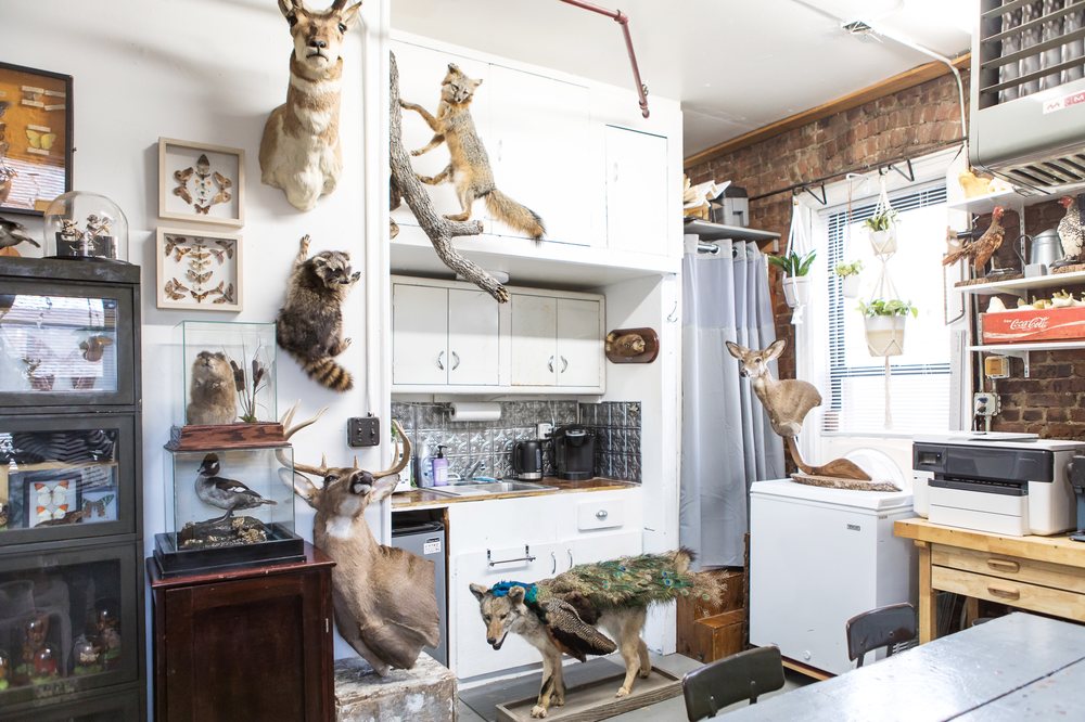 Brooklyn Taxidermy - taxidermy in Brooklyn, NY