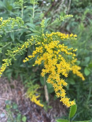 Cedars of Lebanon State Park by null