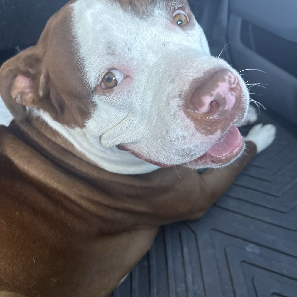 No Kill Shelter Open Today Fairfield, CA - Last Updated January 2026 - Yelp