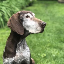 Our beautiful dog Our beautiful dog