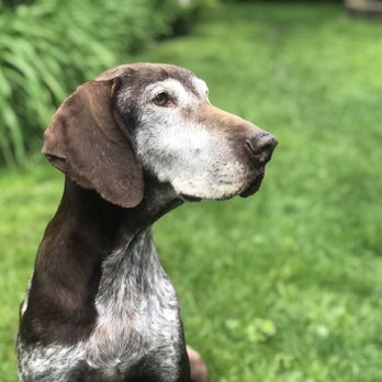 Last Kiss at Home - Our beautiful dog - Pet Cremation Services Near Me - Chicago, Illinois Last Kiss at Home - Our beautiful dog - Pet Cremation Services Near Me - Chicago, Illinois