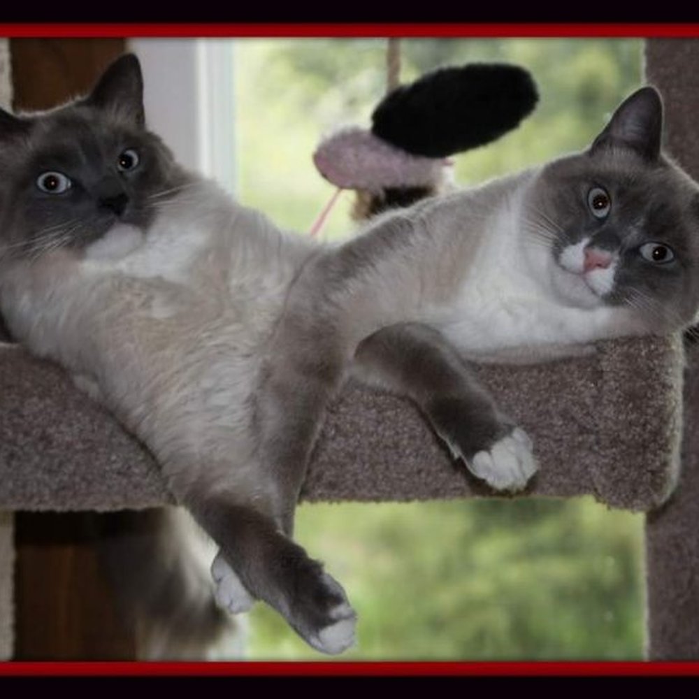Purebreds Plus Cat Rescue - Animal Shelters Near Me Purebreds Plus Cat Rescue - Animal Shelters Near Me