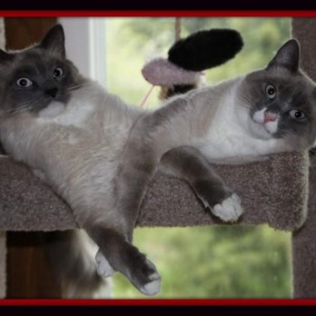 Purebreds Plus Cat Rescue - Animal Shelters Near Me