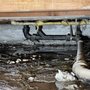 Photo of Absolute Rooter & Plumbing