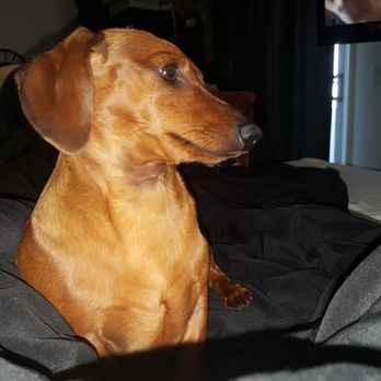 AZ Doxies - Pet Breeders Near Me - Crystal River, Florida