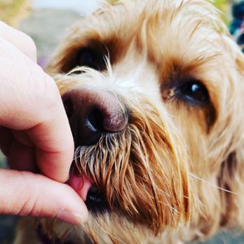 Doggie Deeds - Scattered - Dog Walkers Near Me Doggie Deeds - Scattered - Dog Walkers Near Me