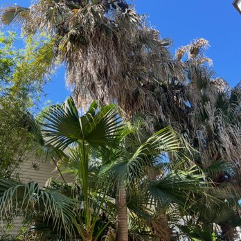 Anjanette Tree Service - Bayou St. John Palm tree pruning, before shot - Tree Services Near Me Anjanette Tree Service - Bayou St. John Palm tree pruning, before shot - Tree Services Near Me