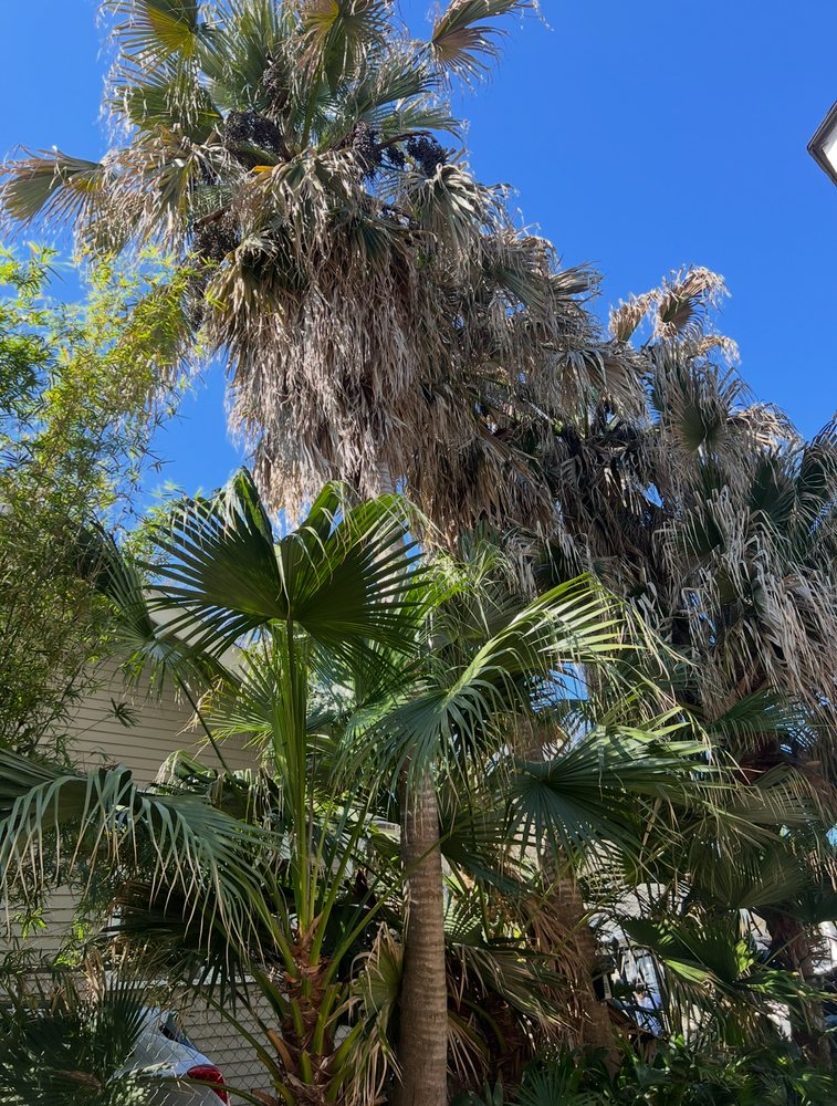 Anjanette Tree Service - tree service in New Orleans, LA