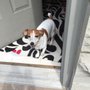 Photo of 4 Paws U Call It