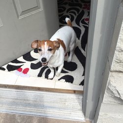 4 Paws U Call It - Winston, the perfect door greeter