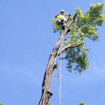Mel's Tree Service - Tree Services Near Me - Lindenwold, New Jersey Mel's Tree Service - Tree Services Near Me - Lindenwold, New Jersey