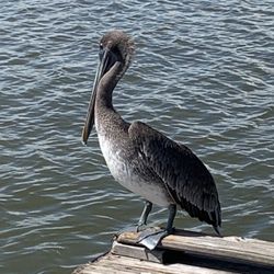Marco Island Eco Tours - Pelican