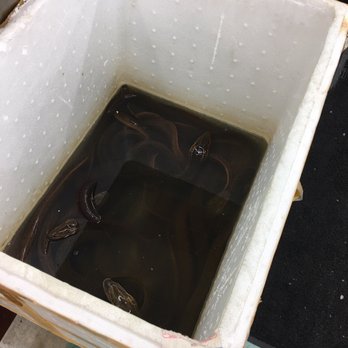 iFresh Market - Live Eels - Grocery Near Me - Orlando, Florida iFresh Market - Live Eels - Grocery Near Me - Orlando, Florida