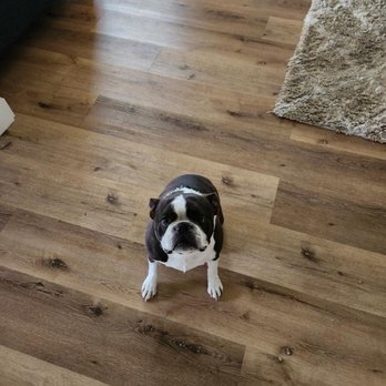 Michael's Dog Training and Pet Sitting - Our little Finn excited to see his new friend Michael - Pet Sitting Near Me