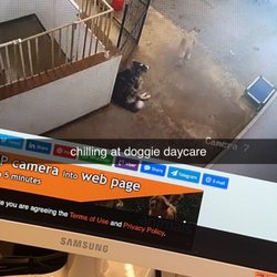 Doggies Wonderland - Live camera in big play room