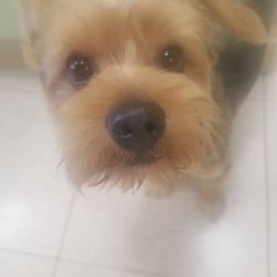 Bubbles and Barks Mobile Dog Grooming - **