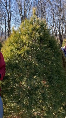 Milltown Creek Tree Farms