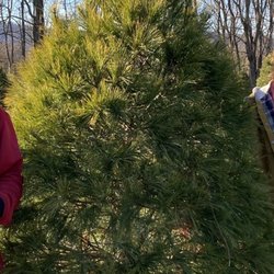 Milltown Creek Tree Farms