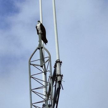 Florida Water Tours - Osprey in the parking lot - Boat Tours Near Me - St. Augustine, Florida Florida Water Tours - Osprey in the parking lot - Boat Tours Near Me - St. Augustine, Florida