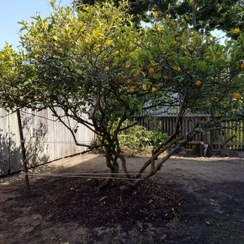 Sfgardening - After John left, a happy lemon tree with no exposed roots and leaning towards the house. - Gardeners Near Me Sfgardening - After John left, a happy lemon tree with no exposed roots and leaning towards the house. - Gardeners Near Me