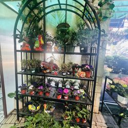 Ruibal's Plants of Texas - Small plants