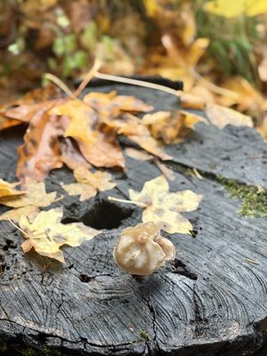 Tillamook Forest Center by null
