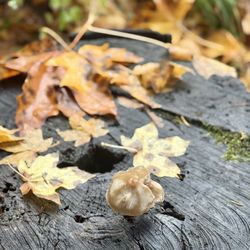 Tillamook Forest Center