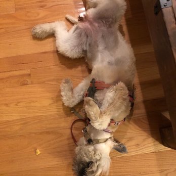 Leila Knows Best - Sansa sleeping in one of her usual distortions. - Dog Walkers Near Me