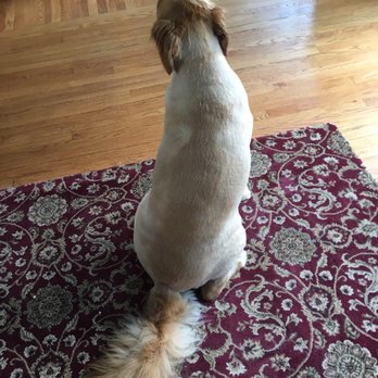 Ruff Cuts - My dog's haircut from Lauren - Pet Groomers Near Me - Palos Heights, Illinois