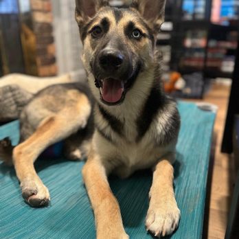 My Clever Canine Dog Training - Pet Training Near Me My Clever Canine Dog Training - Pet Training Near Me